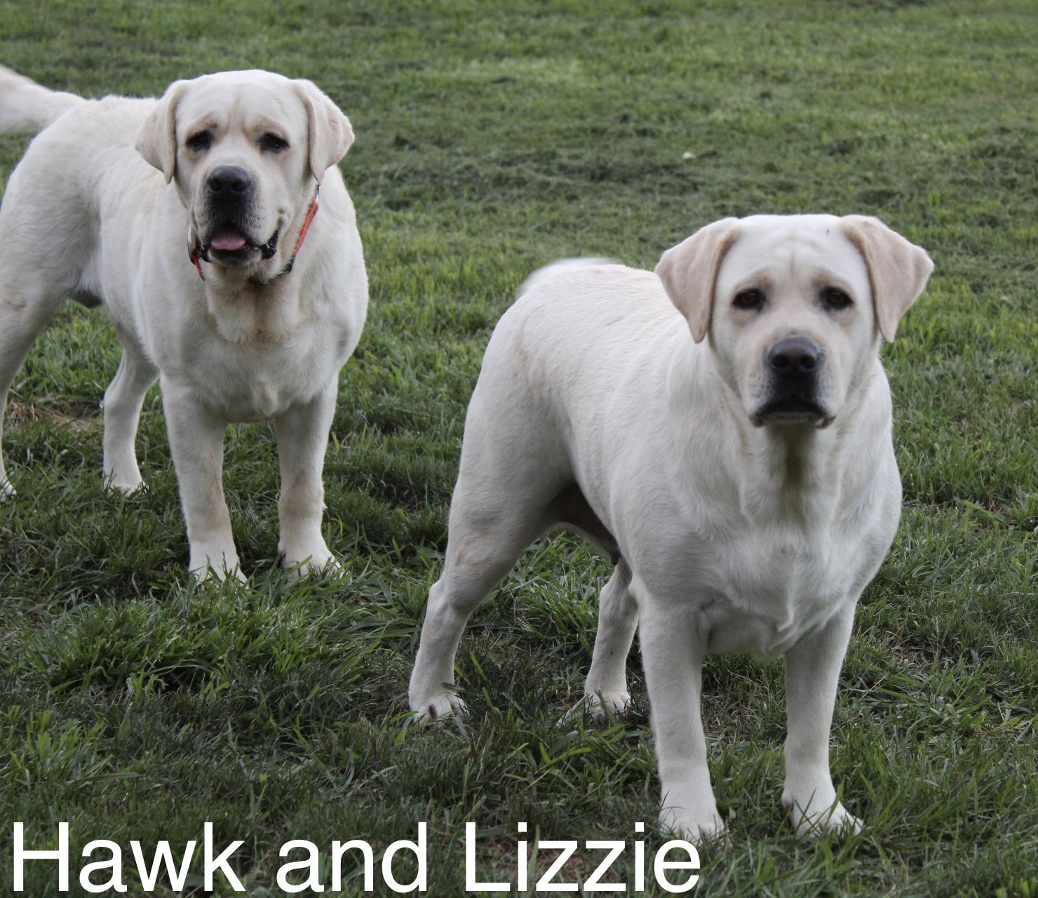 KingLabradors Raising Quality English Labs