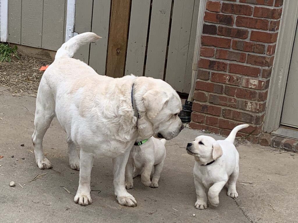 english lab puppies